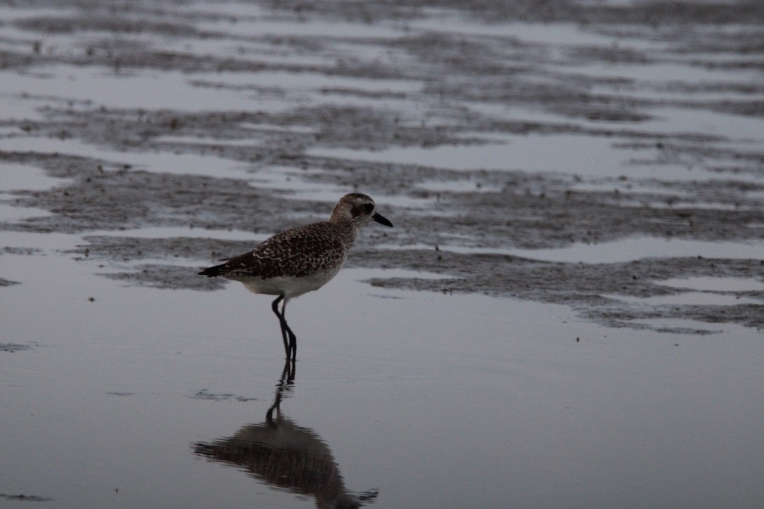 Black-bellied Plover - ML647378682