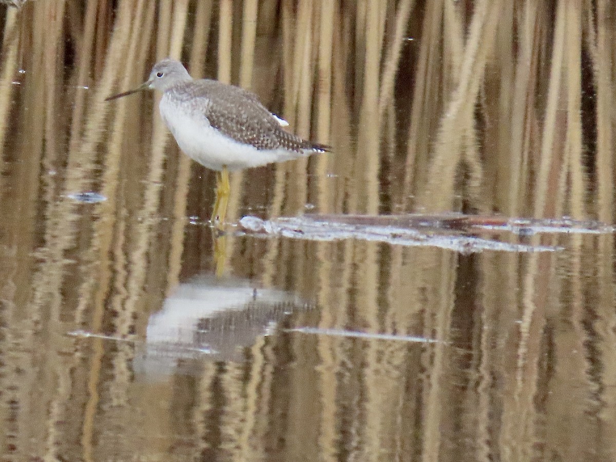 Greater Yellowlegs - ML647378697