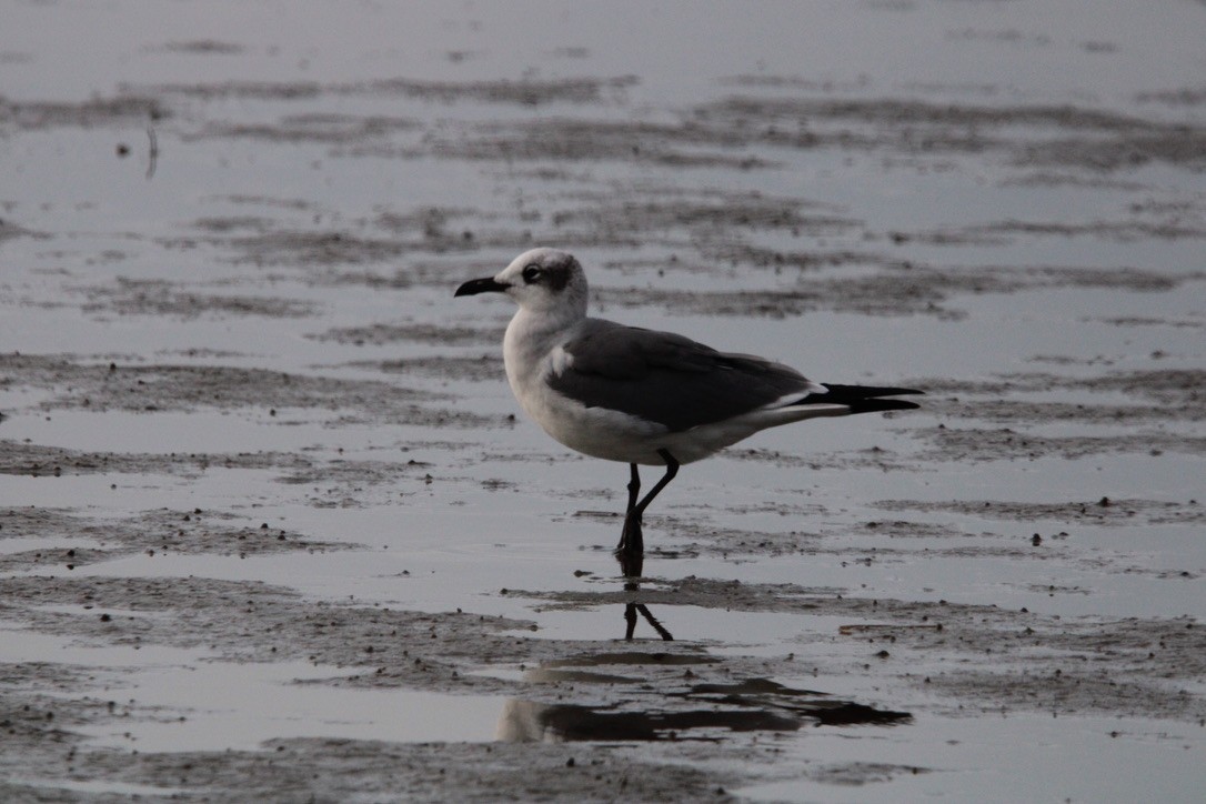 Laughing Gull - ML647378699