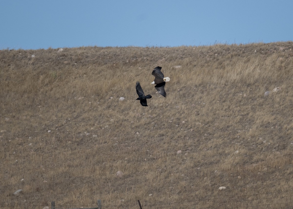 Kolkrabe - ML647378702