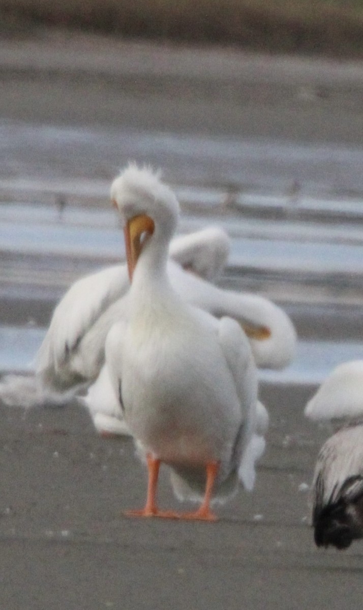 American White Pelican - ML647378703