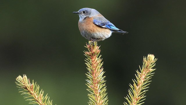 Western Bluebird - ML647378711