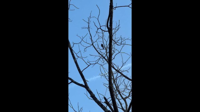 Rusty Blackbird - ML647378715