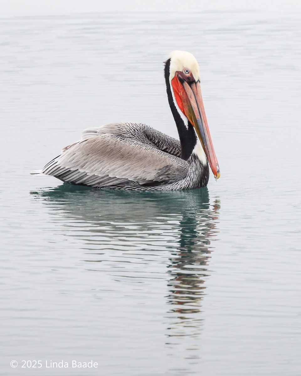 Pelikano arrea - ML647378725