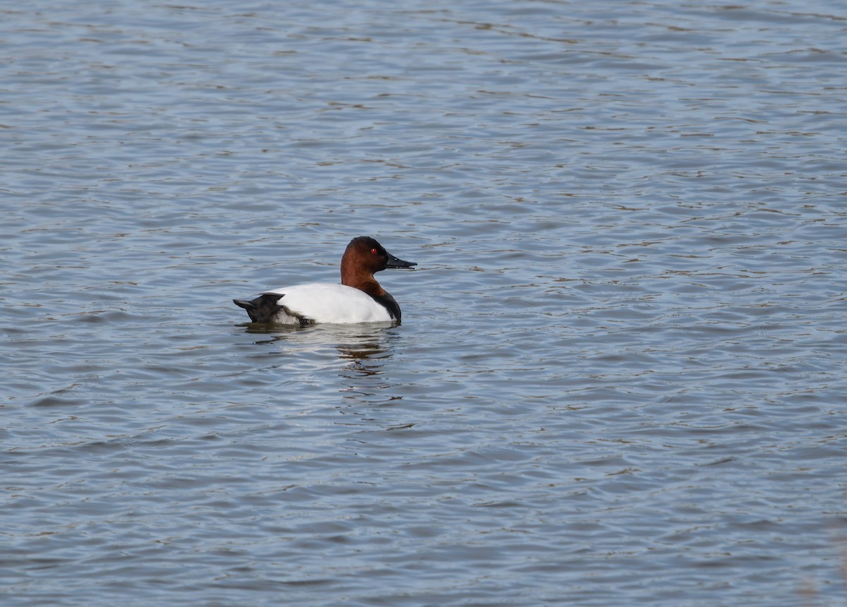 Murgilari bizkarzuria - ML647378734