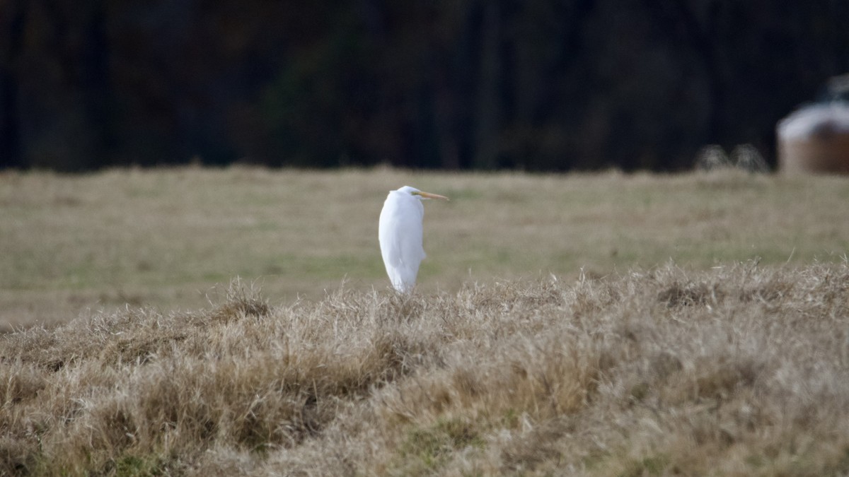 Great Egret - ML647378736