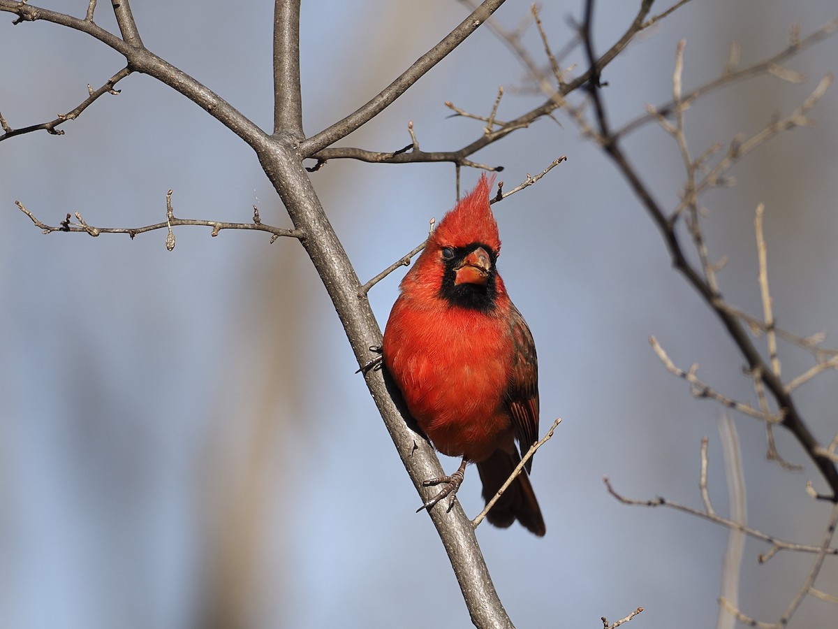 Northern Cardinal - ML647378739