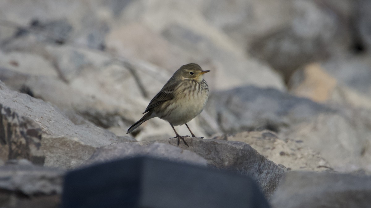 American Pipit - ML647378743