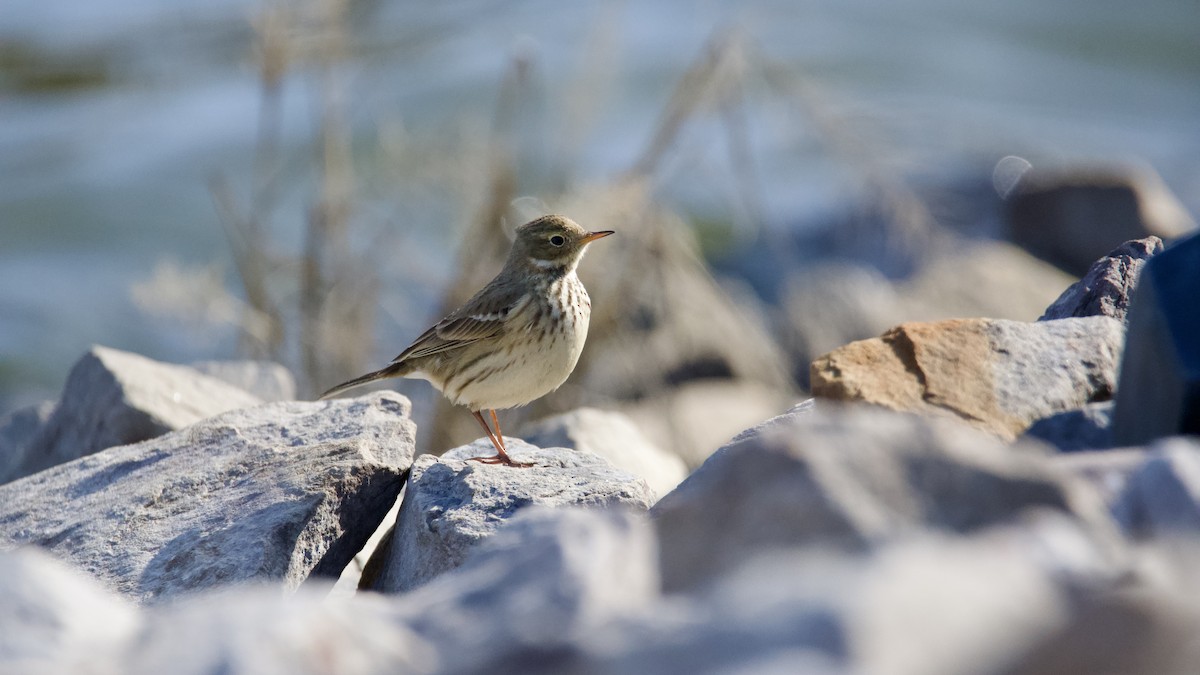 American Pipit - ML647378744