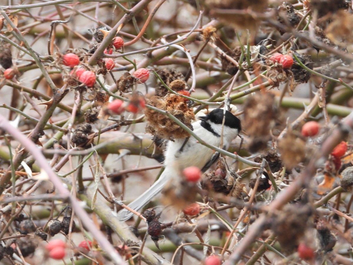 Amerika Baştankarası - ML647378747