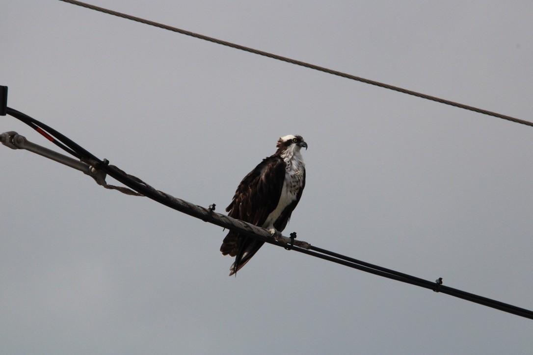 Osprey - ML647378749