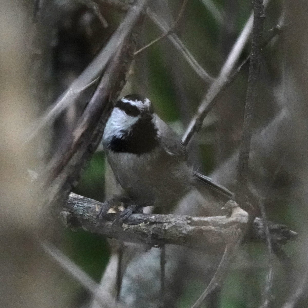 Mountain Chickadee - ML647378759