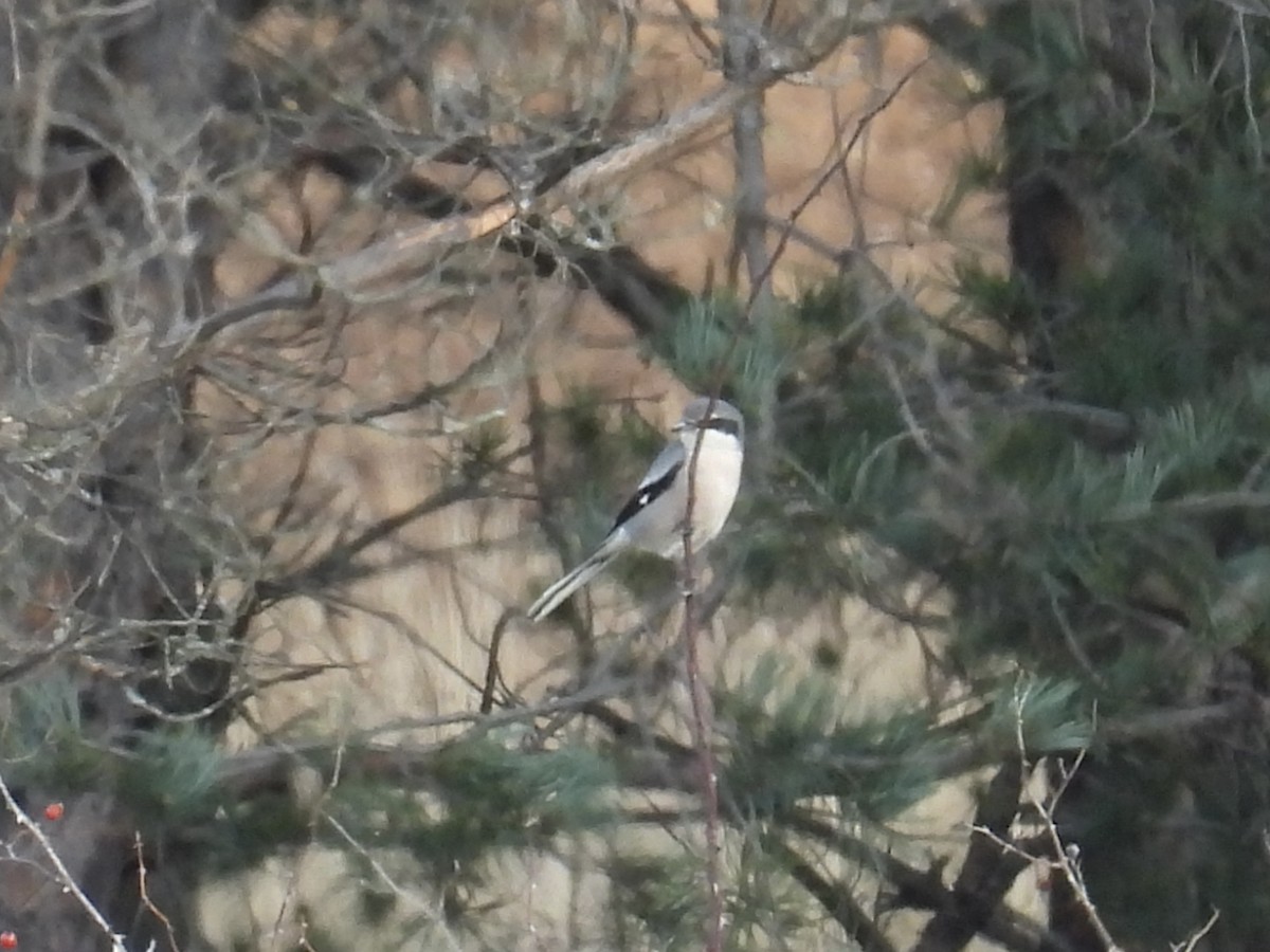 Iberian Gray Shrike - ML647378772