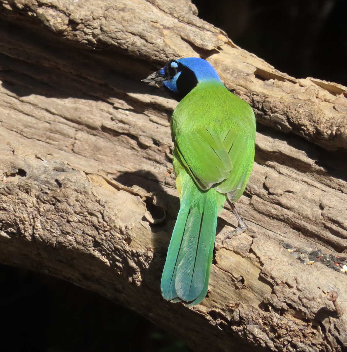 Geai vert - ML647378773