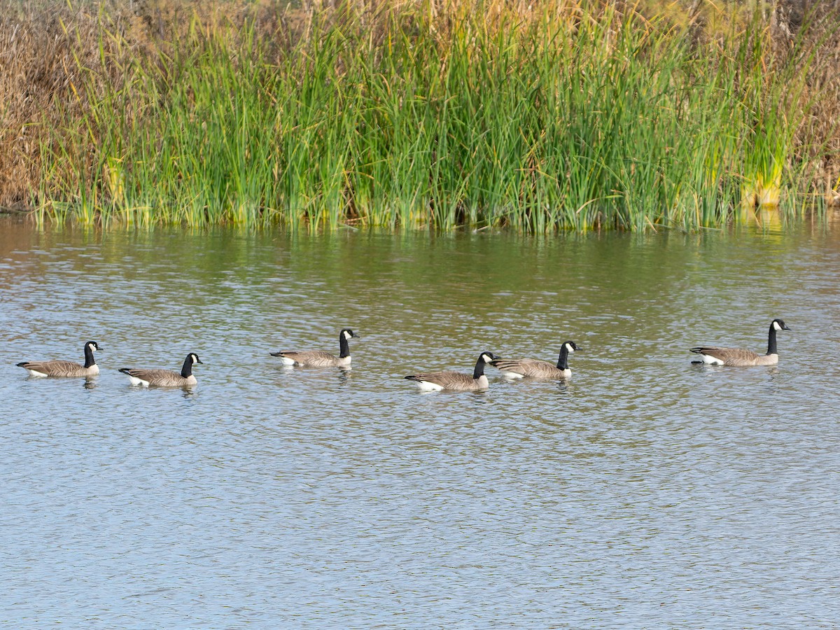 Branta kanadar handia - ML647378777