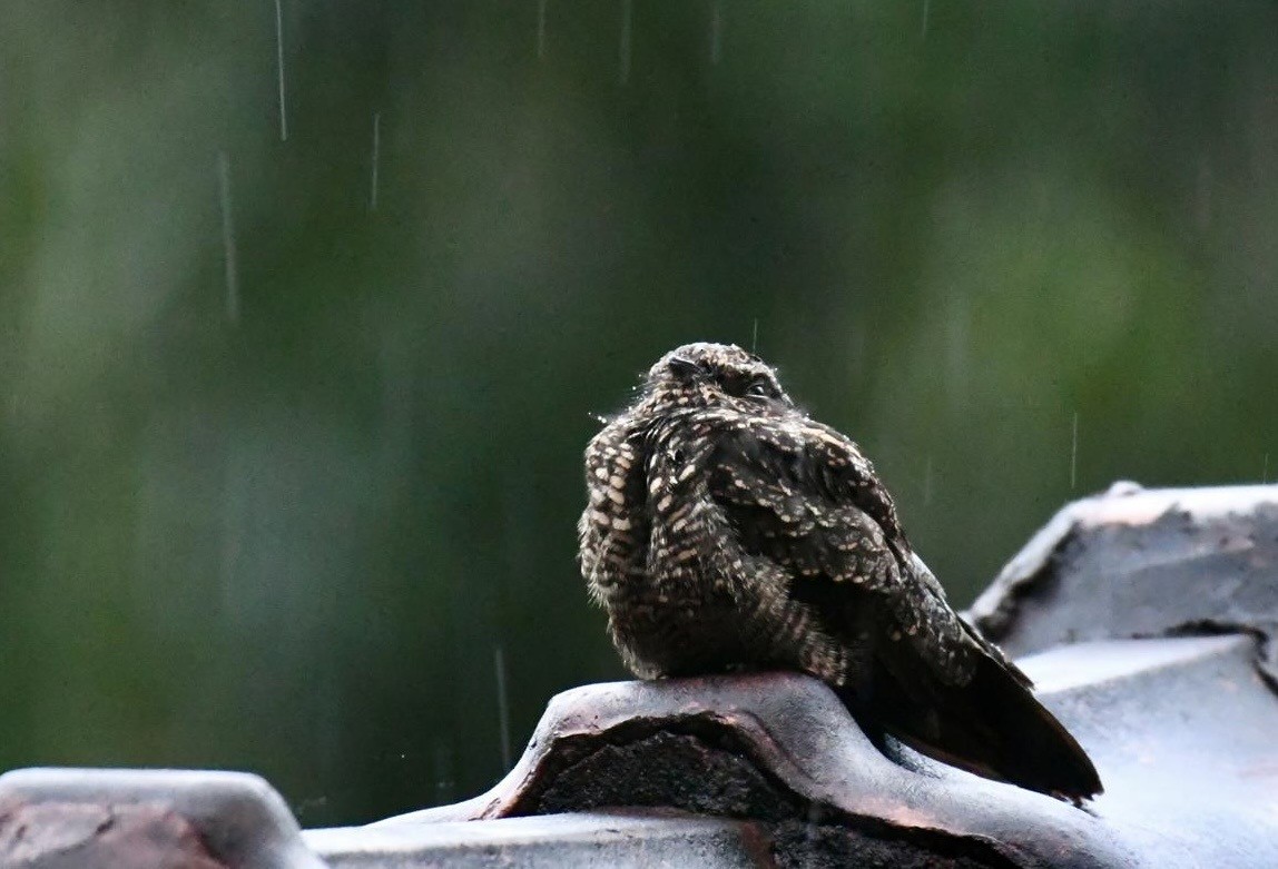 Blackish Nightjar - ML647378787