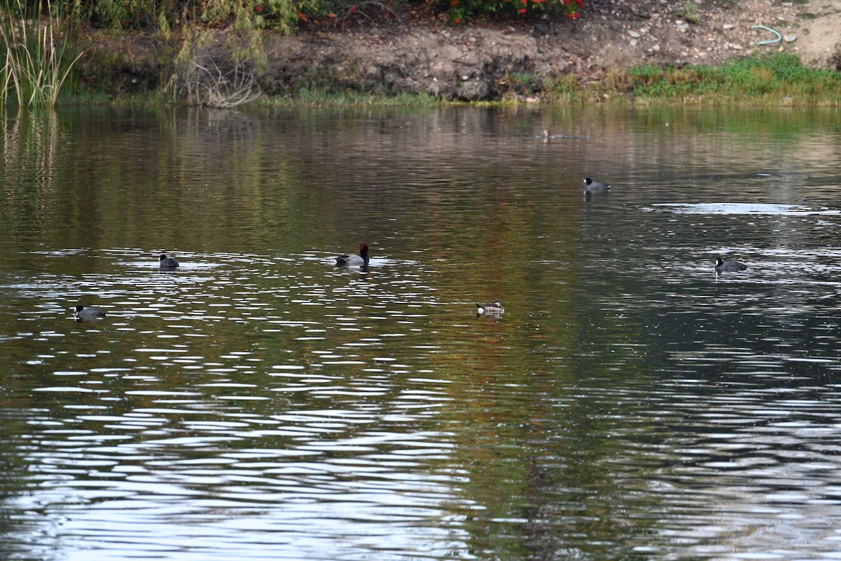 Murgilari burugorria - ML647378788