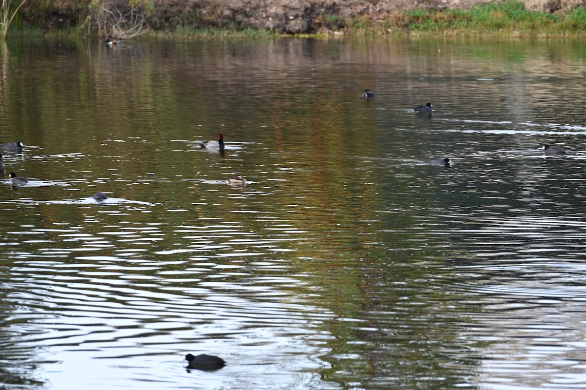 Murgilari burugorria - ML647378789