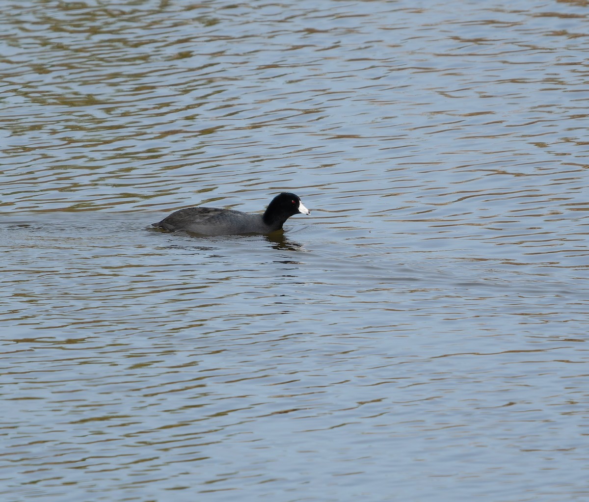 Kopetazuri amerikarra - ML647378794