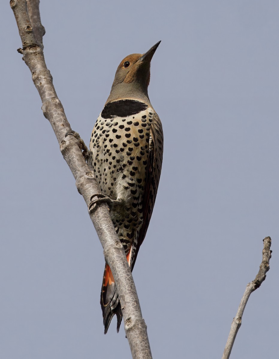 Goldspecht - ML647378795