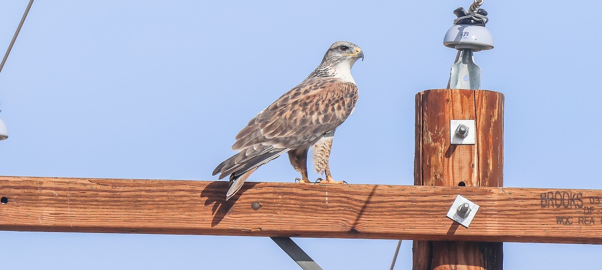 kongevåk - ML647378797