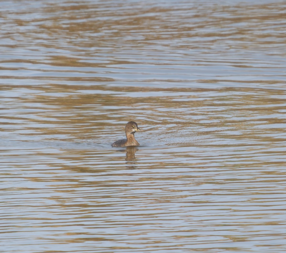 Txilinporta mokolodia - ML647378799