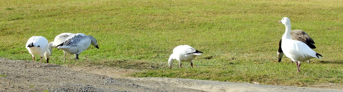 Ross's Goose - ML647378802
