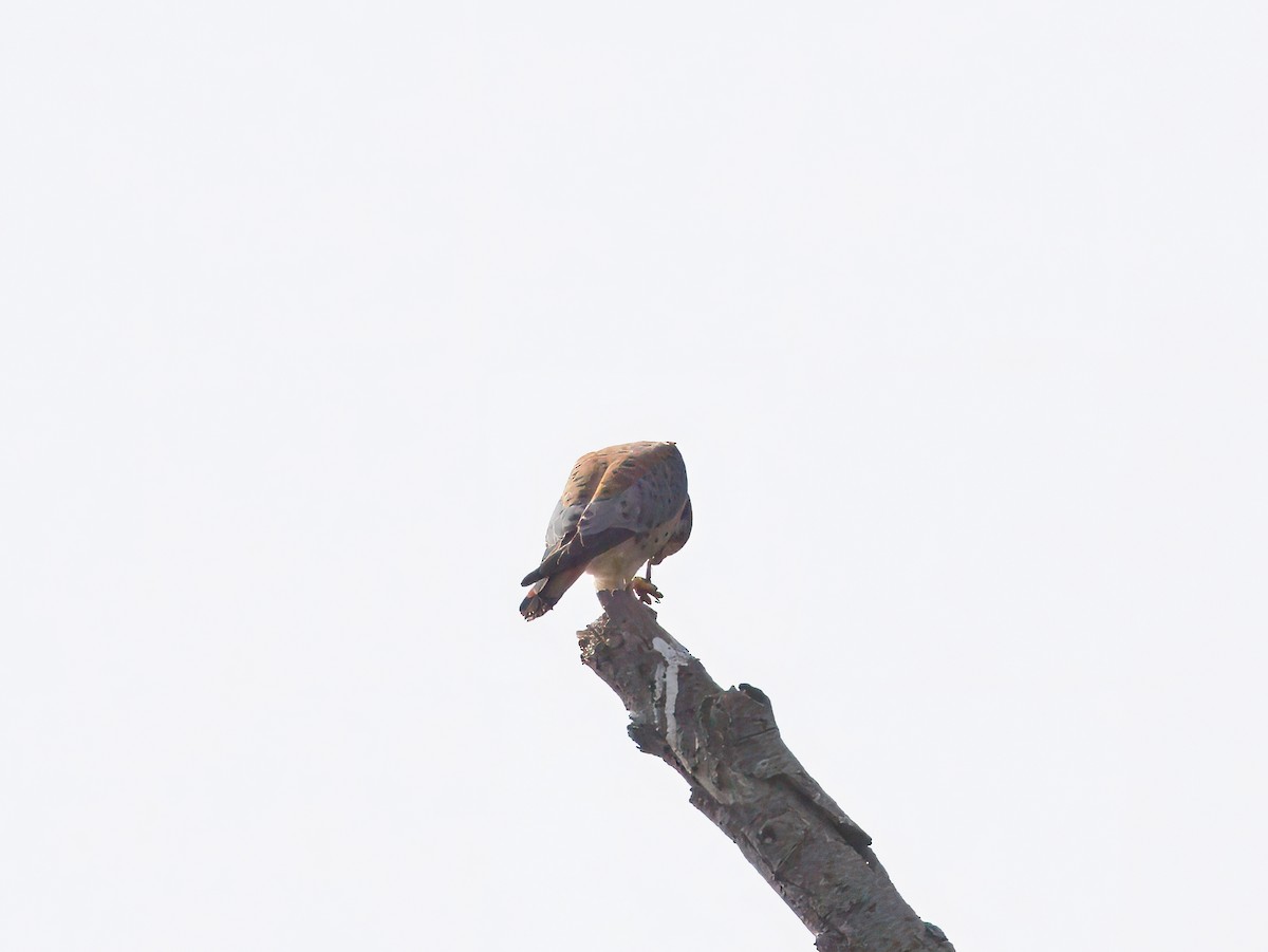 Buntfalke - ML647378803