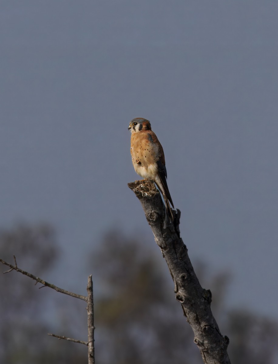 Buntfalke - ML647378804