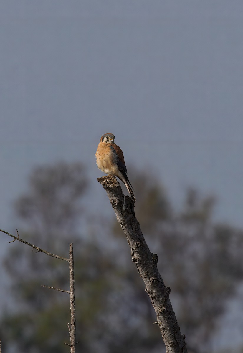 Buntfalke - ML647378805