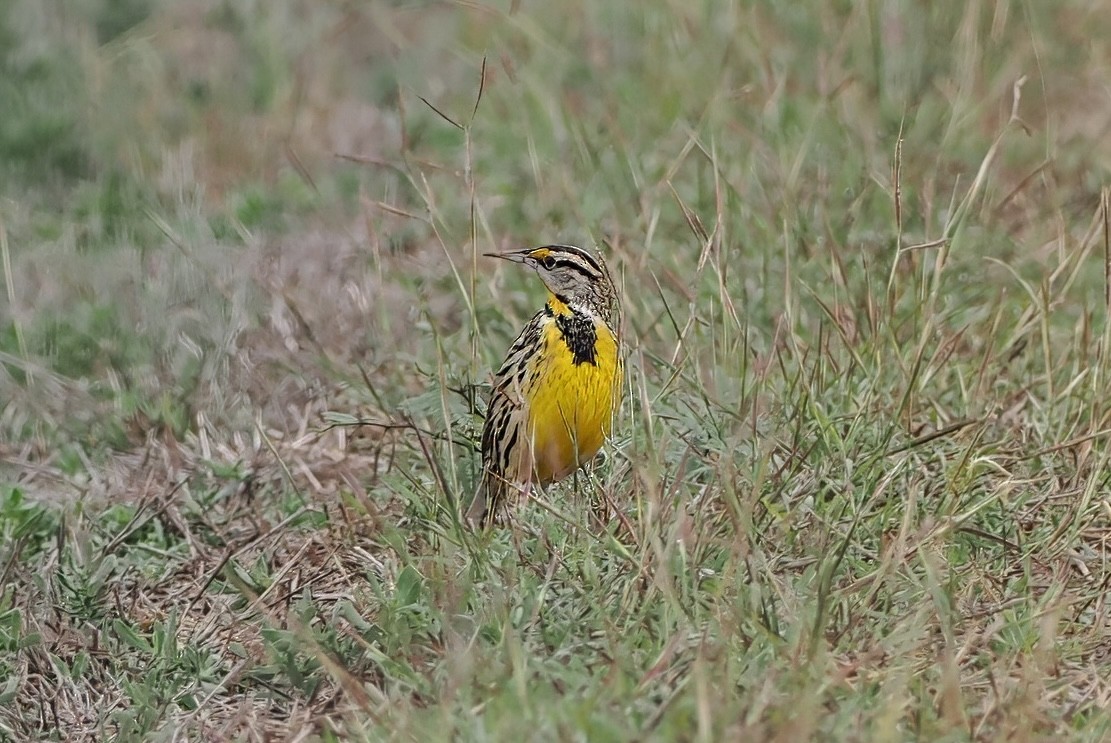 Eastern Meadowlark - ML647378809