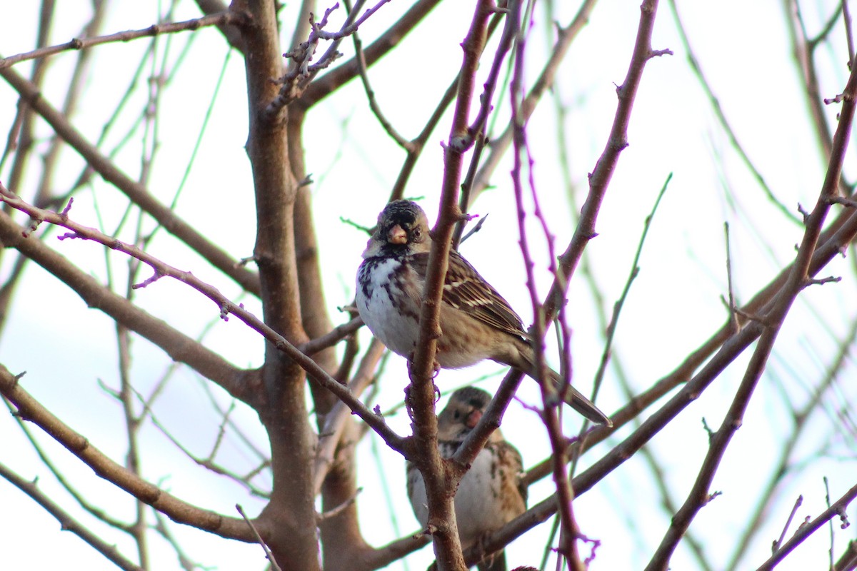 Harris's Sparrow - ML647378810