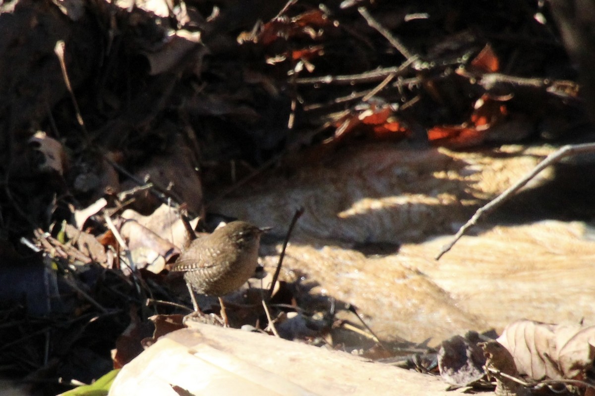 Winter Wren - ML647378811