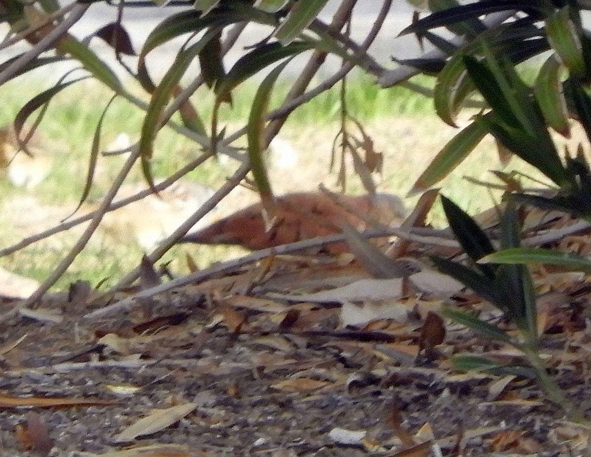 Ruddy Ground Dove - ML647378812