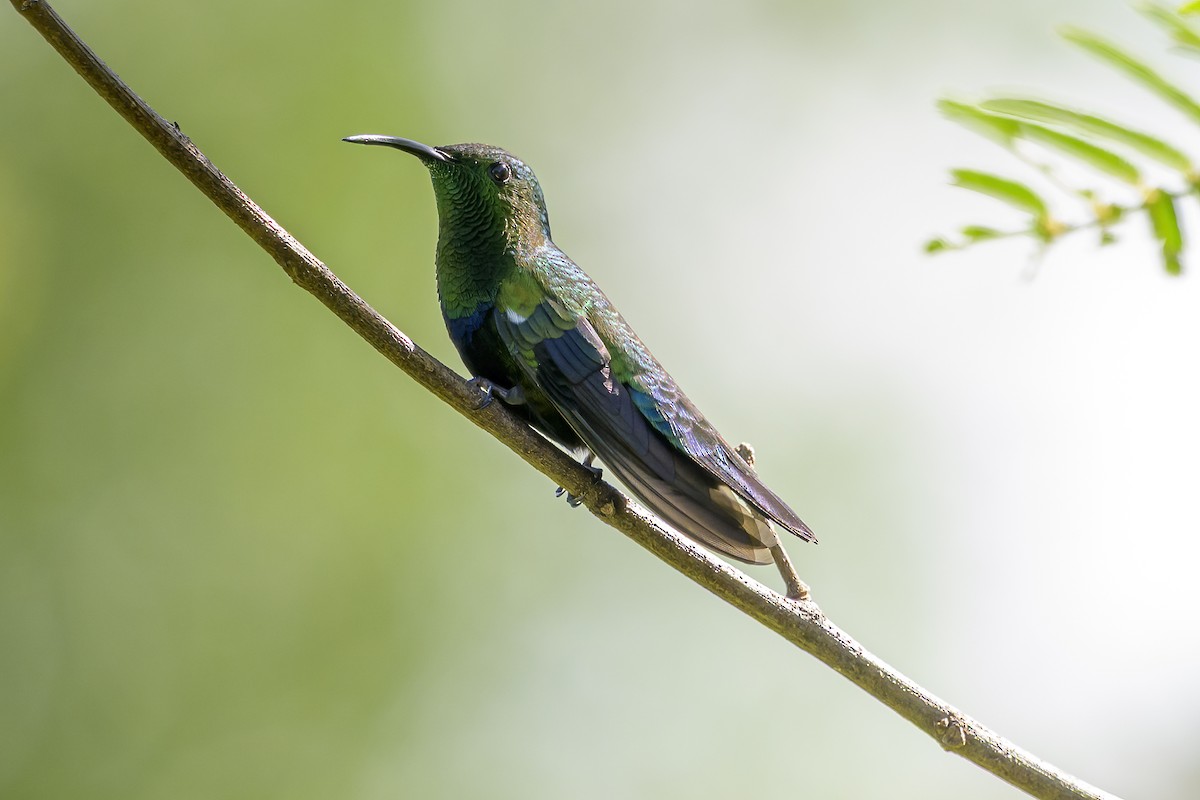 Green-throated Carib - ML647378813