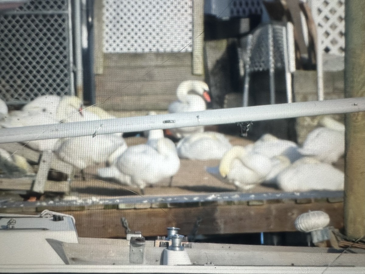 疣鼻天鵝 - ML647378814