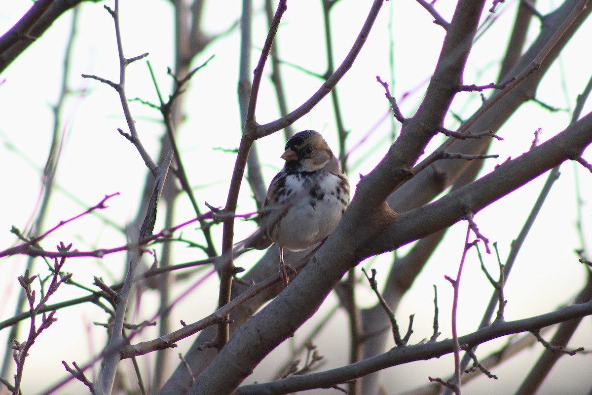 Harris's Sparrow - ML647378815