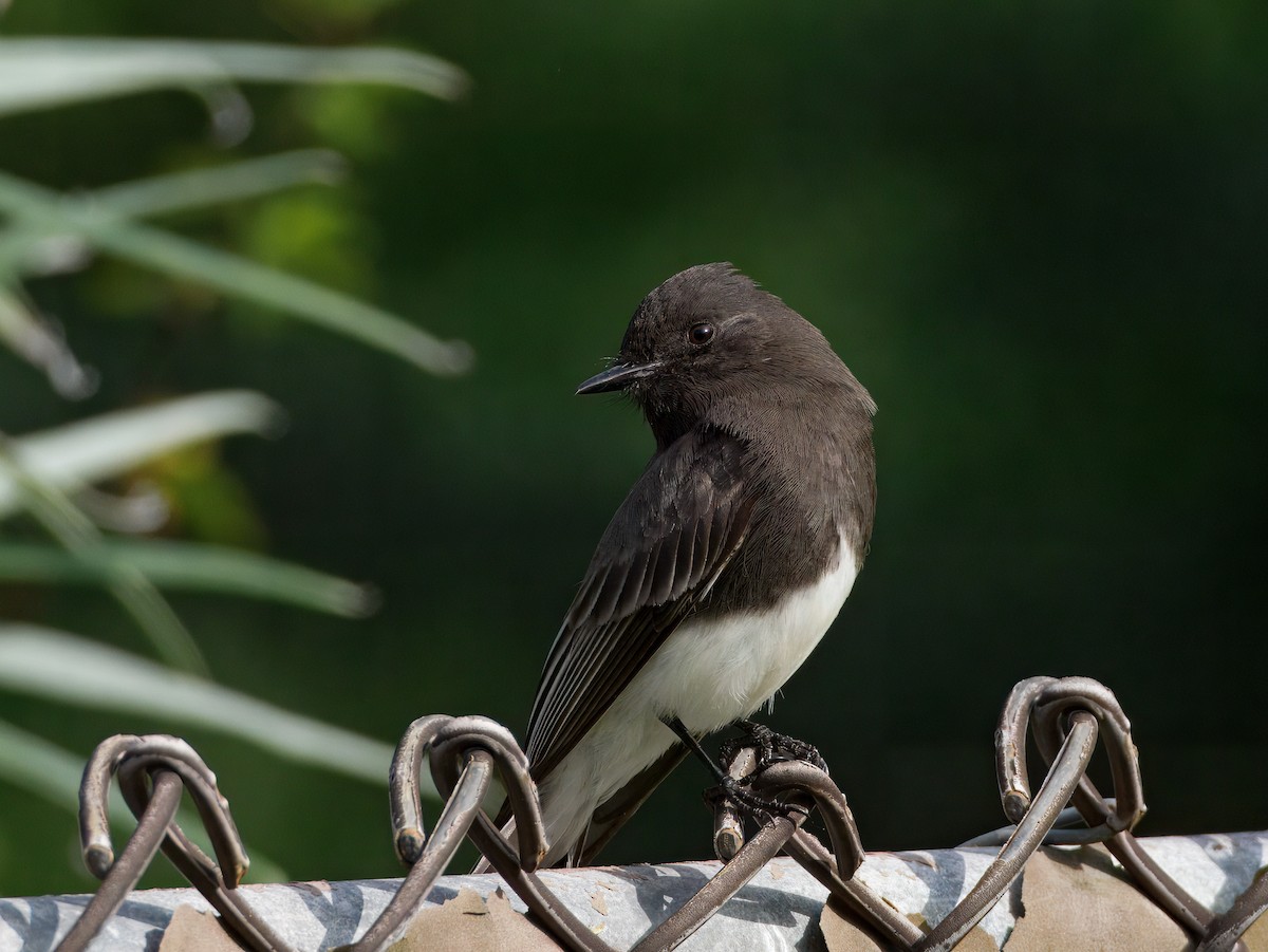 Black Phoebe - ML647378820