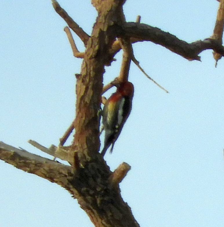 Red-breasted Sapsucker - ML647378823