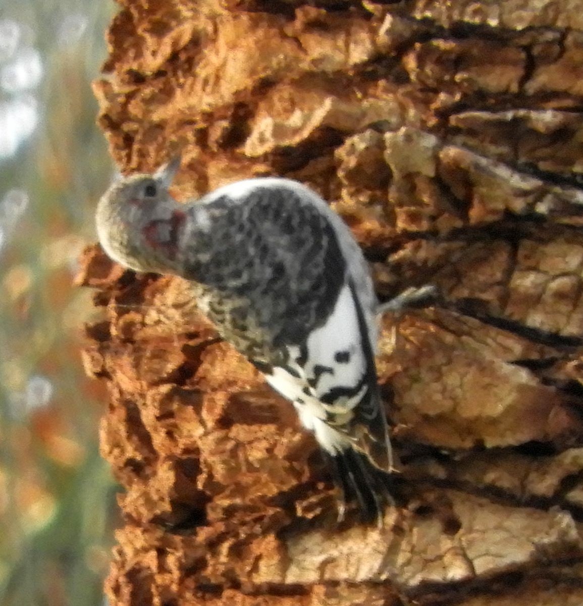 Red-headed Woodpecker - ML647378826