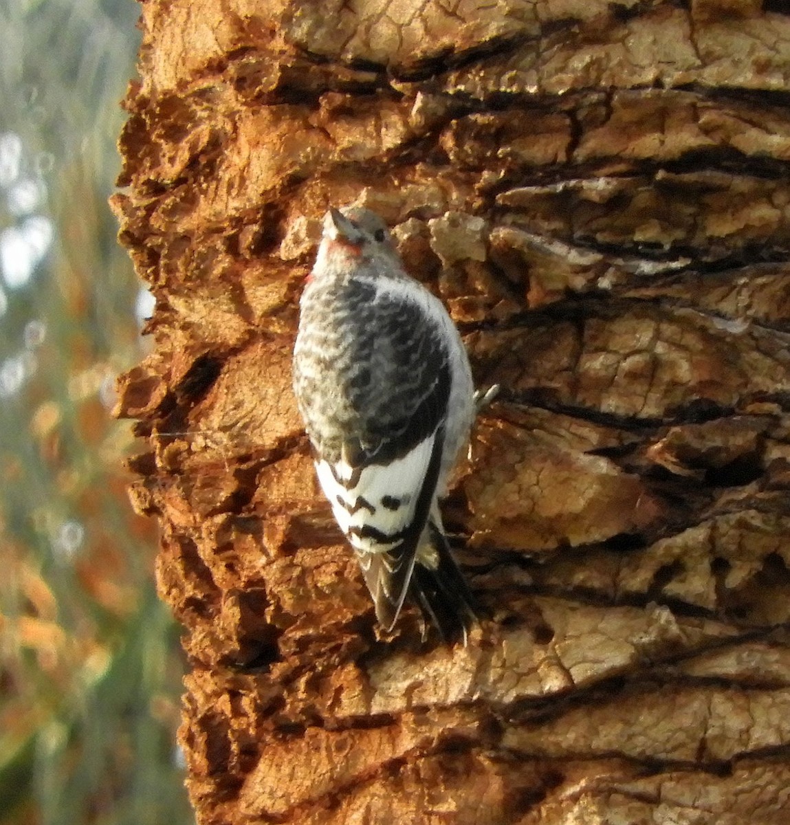 Red-headed Woodpecker - ML647378827