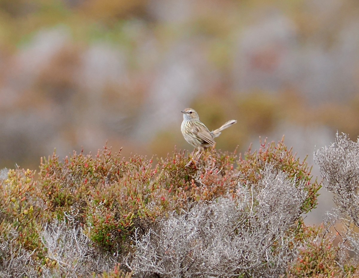 Striated Fieldwren - ML647378830