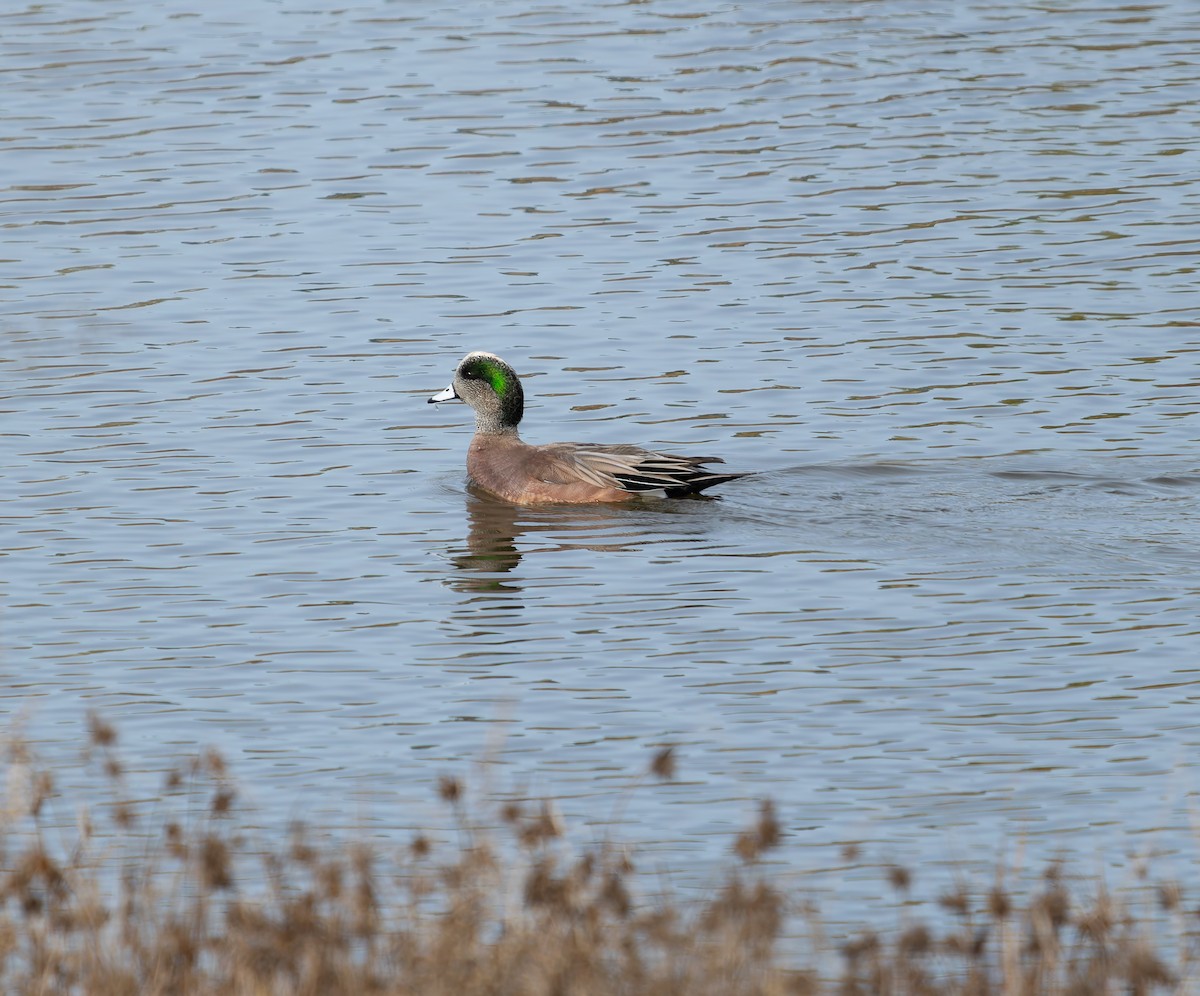 葡萄胸鴨 - ML647378831