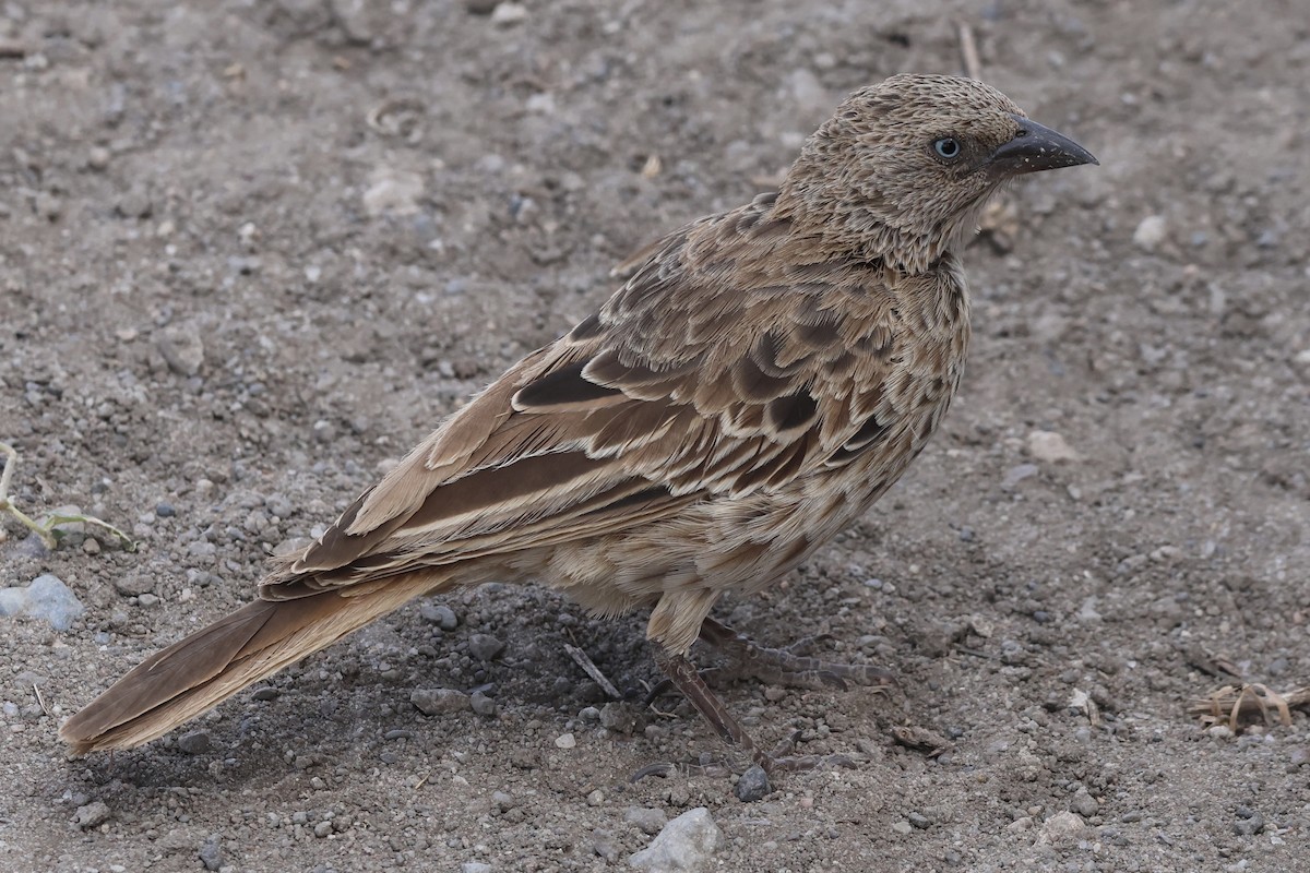 Rufous-tailed Weaver - ML647378839