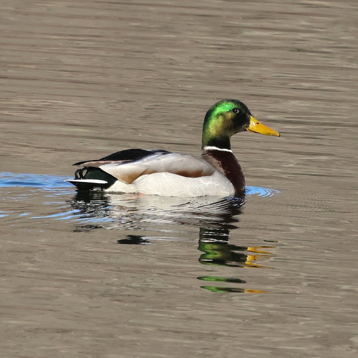 綠頭鴨 - ML647378840