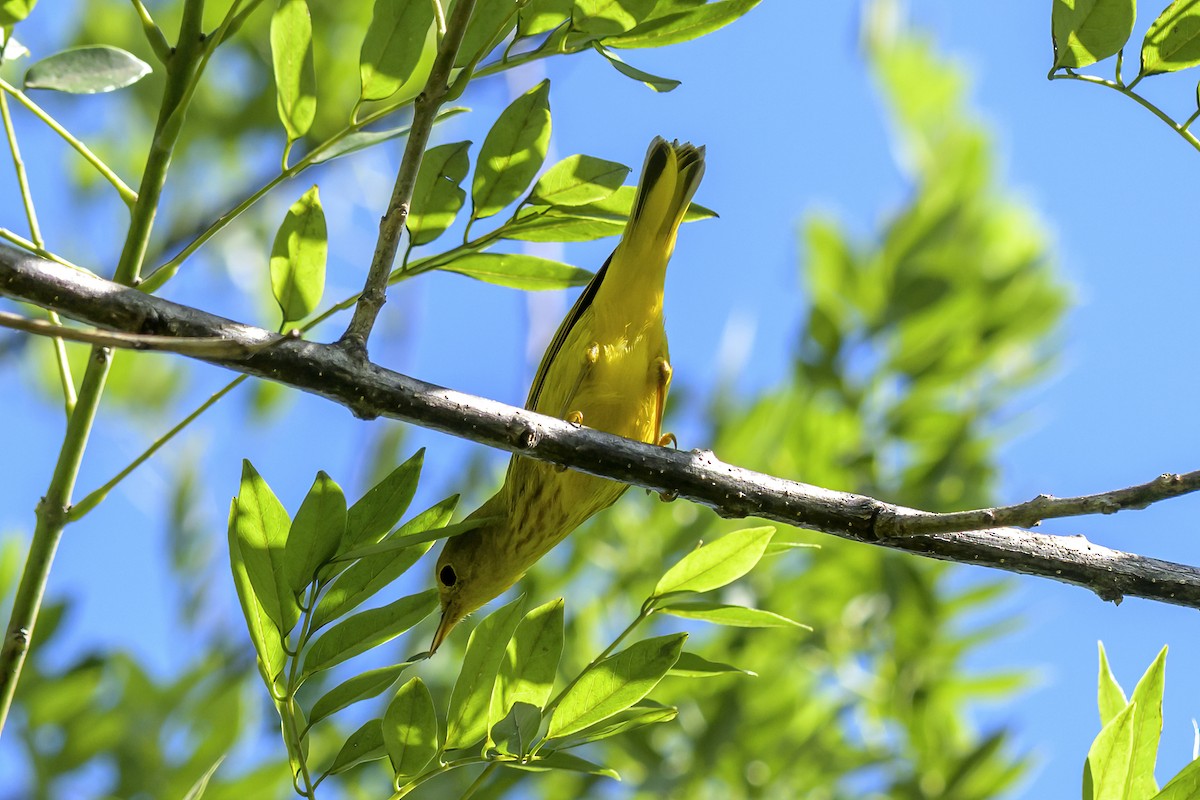 Mangrove Yellow Warbler - ML647378841