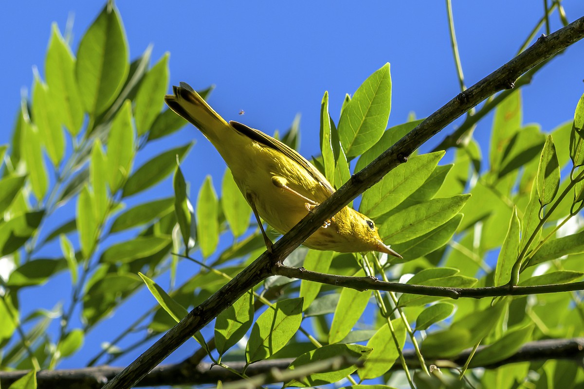 Mangrove Yellow Warbler - ML647378842