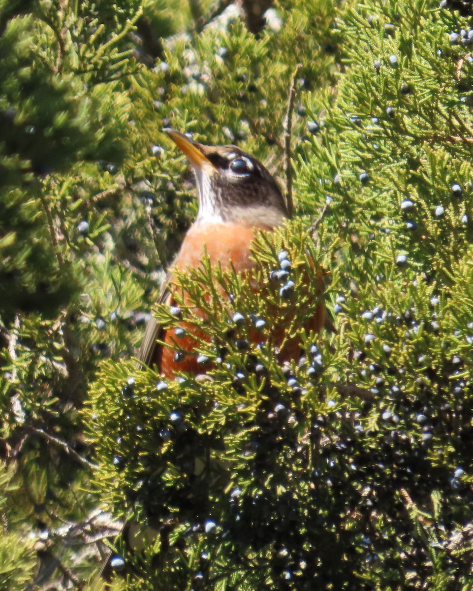 American Robin - ML647378848