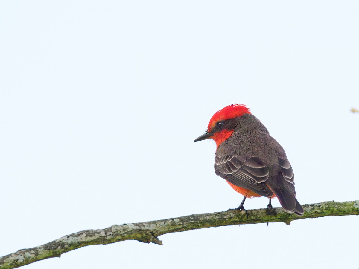 Rubintyrann - ML647378852