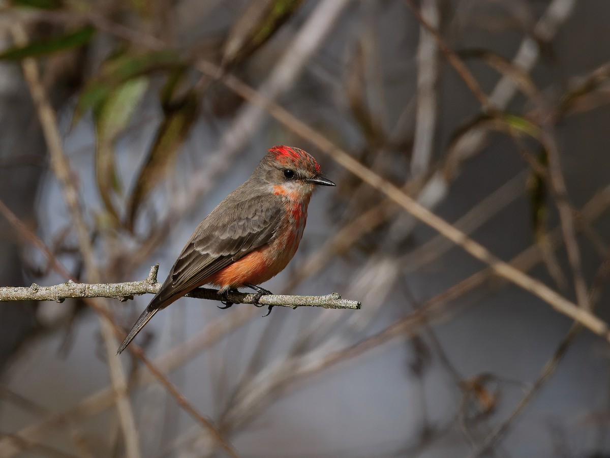 Rubintyrann - ML647378853